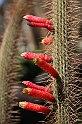 Kanary_2010 224